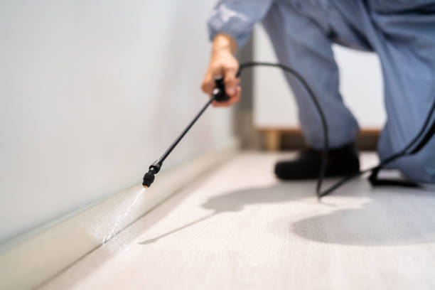 Best Wasp Removal Services  in East Falmouth, MA