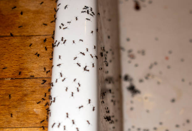 Reliable East Falmouth, MA Pest Control Solutions