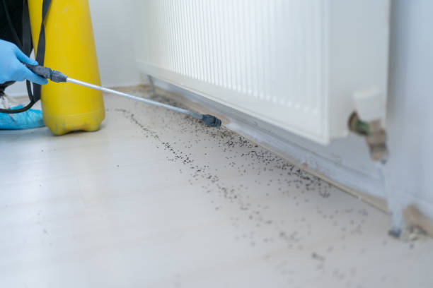 Best Spider Control Near Me  in East Falmouth, MA
